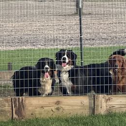 Bernese Mountain Dogs and Golden Retrievers from Happy Tails Family Farm
