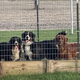 Bernese Mountain Dogs and Golden Retrievers from Happy Tails Family Farm