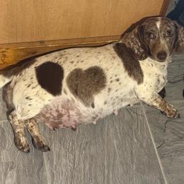 Cupid - Dapple female Dachshund puppy in Westport, Kentucky from Lonestar Creek Farm