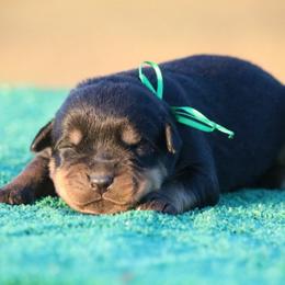 Orange Male - Black and mahogany male Rottweiler puppy in Tallahassee, Florida from Von Der Quinn Rottweilers