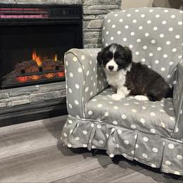 Gingerbread - Brindle and white male American Corgi puppy in Temple, Texas from Silver Moon Cardigan and American Corgis