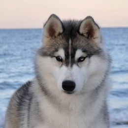 Siberian Husky All Grown Up from Shawna Wells