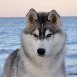 Siberian Husky All Grown Up from Shawna Wells