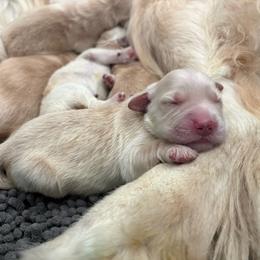 Girl 3 - Golden female Golden Retriever puppy in Menifee, California from The Golden Leash Kennels