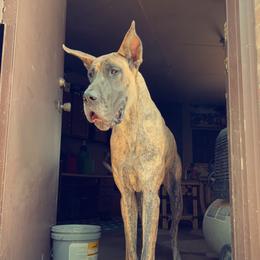 Nymeria - Great Dane