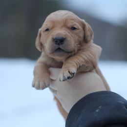 Boy 1 - Golden male Golden Retriever puppy in Lucasville, Ohio from Trusting Hearts Kennel