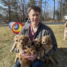Goldendoodle Puppies from Loving Hearts Goldendoodles