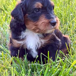 Cruz - male Australian Mountain Doodle puppy in Decatur, Illinois from Signature Doodles