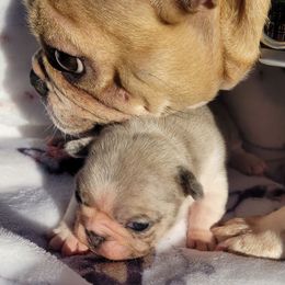 Mynx - French Bulldog