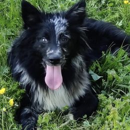 Australian Shepherd All Grown Up from Supernatural Aussies