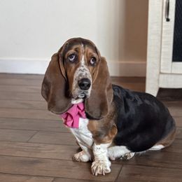 Basset Hound puppies from Blessed Basset Hounds