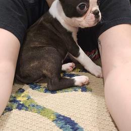 Boston Terrier Puppies from Quinn's Kennels