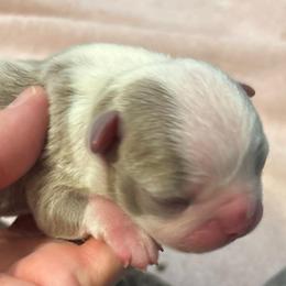 M. Lilac Male - Lilac male Boston Terrier puppy in Mc Donough, Georgia from Ballard Boston Terriers
