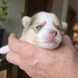 Kenny - Merle male Pomsky puppy in Elgin, Oregon from Kenna'z Kuddly Pomskiez