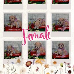Emily - Great Dane puppy from Timpanogos Kennels