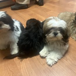 Shih Tzu Puppies from Little Lions West
