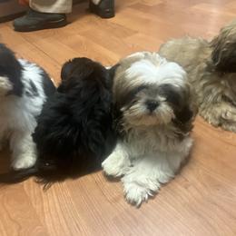 Shih Tzu Puppies from Little Lions West