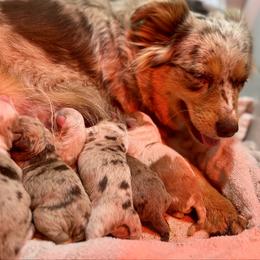 Aussiedoodle puppies from Young Gun Aussies