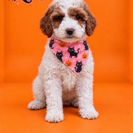 Ember - Parti female Goldendoodle puppy in Roseburg, Oregon from Dbos Furry Friends