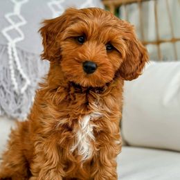 Charlie - Cavapoo