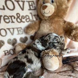 Cavapoo, Cockapoo, and French Bulldog Puppies from Batdogsndoodles