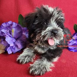 Boy 1 - male Miniature Schnauzer puppy in Fairhope, Alabama from Puppy Sugars Kennels