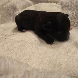 Ume - Black & white female Toy Australian Shepherd puppy in Arlington, Texas from CopperHead Aussies