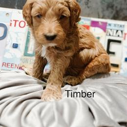 Timber - Apricot male Goldendoodle puppy in Pasco, Washington from Camp Doodle Woods