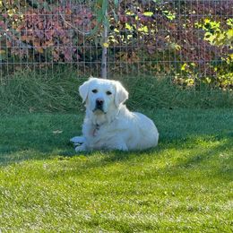 Skye - Golden Retriever