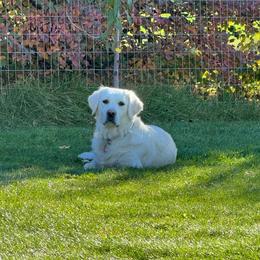 Skye - Golden Retriever