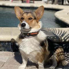 Kimber  - Pembroke Welsh Corgi