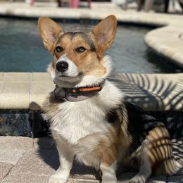 Kimber  - Pembroke Welsh Corgi