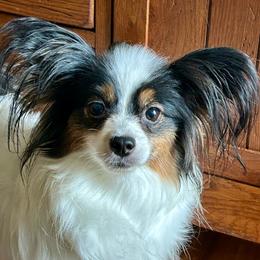 Missy - Papillon