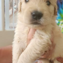 Moon - Golden male Golden Retriever puppy in Frederick, Maryland from Sugarloaf Golden Retrievers (Formerly Vixena Golden Retrievers)