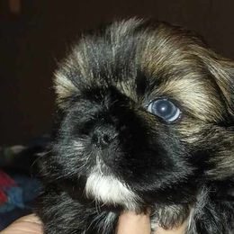 Boy 1 - Shih Tzu puppy in Birmingham, Alabama from K&D kennels