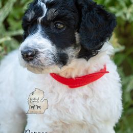 Poodle Puppies from Kindred Kennels