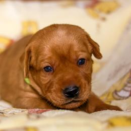 Aurora - Yellow female Labrador Retriever puppy in Twin Falls, Idaho from Whispering White Pines Labradors