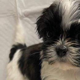 Shih Tzus from Kendra Waters's Shih Tzus