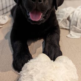 Labrador Retriever Puppies from High Altitude Labradors