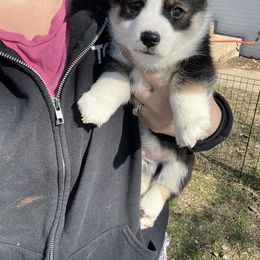 American Corgi Puppies from Whitecreek Corgis of Columbus, IN