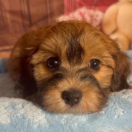 Callie - Red sable female Havanese puppy in Clermont, Florida from Country Sweet Havanese and Creative Coaching