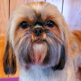 Cici - Shih Tzu