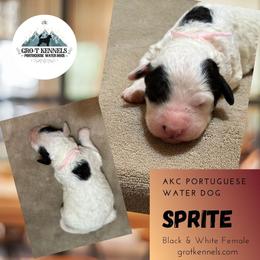 Sprite - Black and white female Portuguese Water Dog puppy in Weston, Idaho from Gro-T Kennels