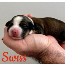 SWISS - Red brindle female Havanese puppy in Charlotte, North Carolina from HavaReese Havanese