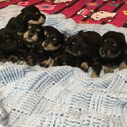 Miniature Schnauzers from Lauren Ivascu