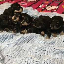 Miniature Schnauzers from Lauren Ivascu