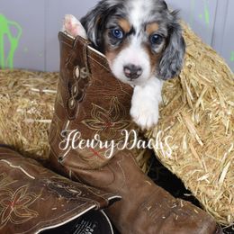 Dachshund Puppies from FleuryDachs
