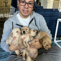 Golden Retriever Puppies from Golden Poppy Retrievers
