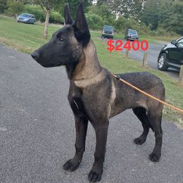Rory - Black sable male Belgian Malinois puppy in Elizabethton, Tennessee from Forever Family K9