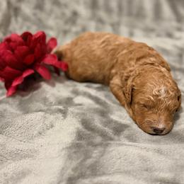 Kisses - Red  female Goldendoodle puppy in Bradenton, Florida from Christianna’s Mini Goldendoodles
